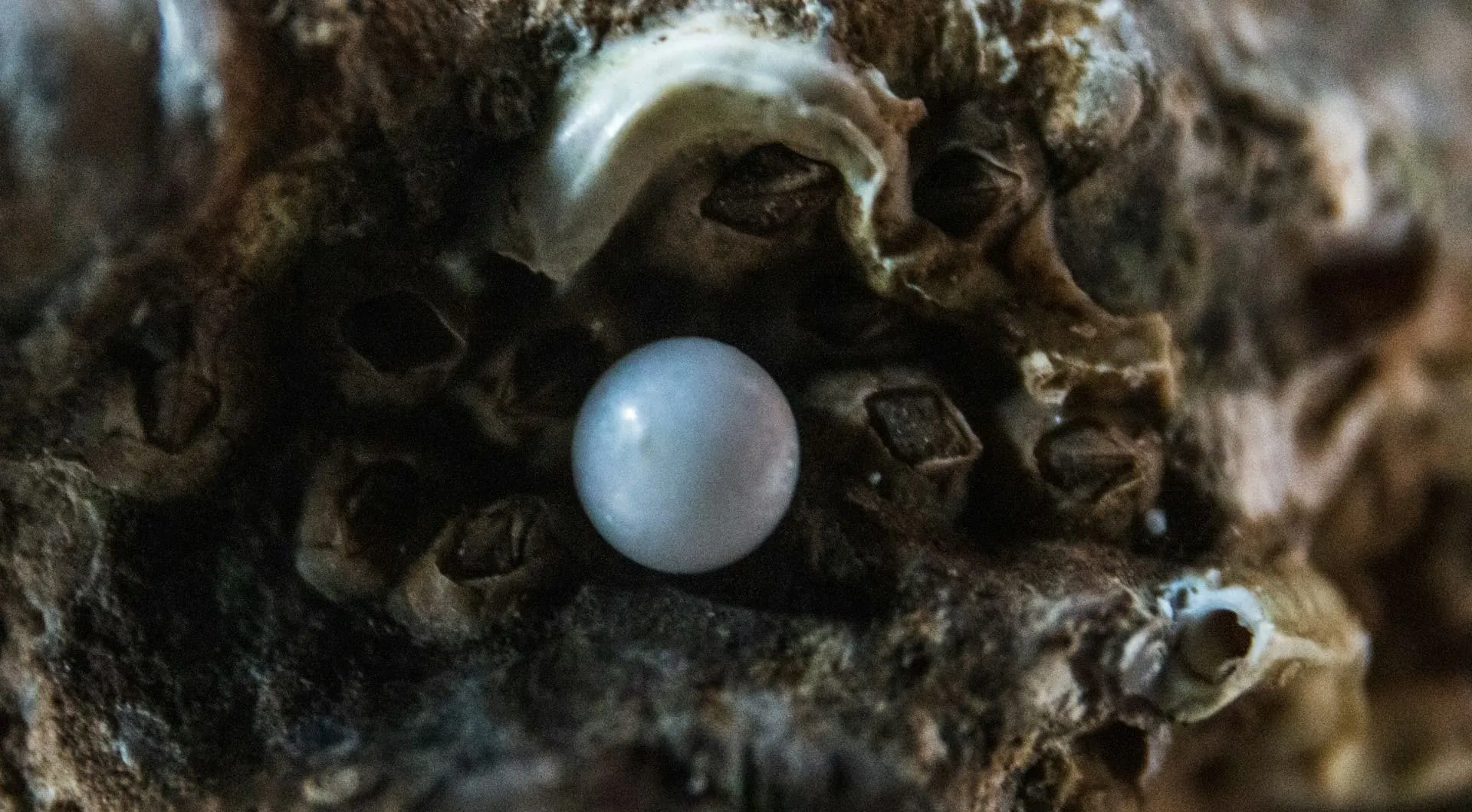 Les pêcheurs de perles