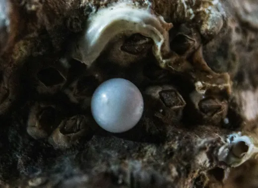 Les pêcheurs de perles